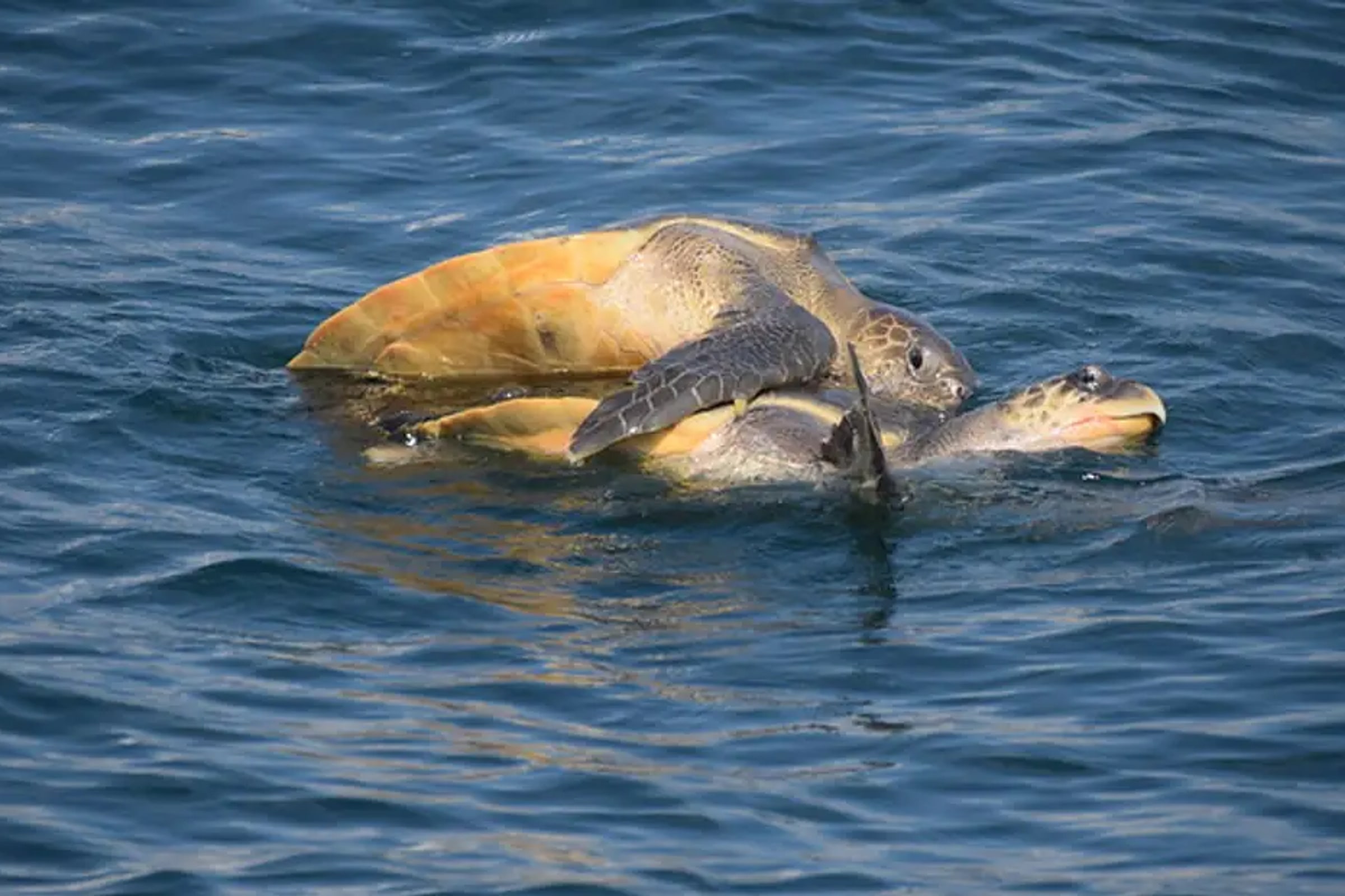 Snorkeling with Sea Turtles at Mirissa